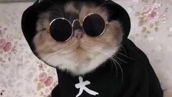 吃瓜娱乐的喵哥是谁呀